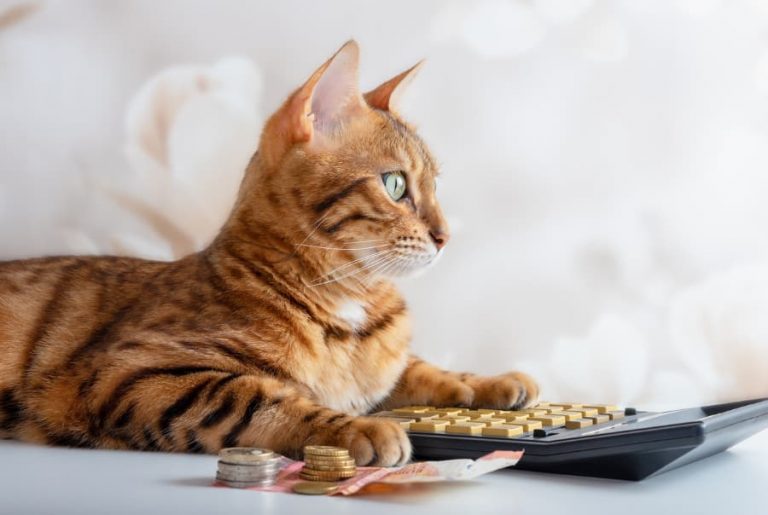Cat With Calculator and Coins